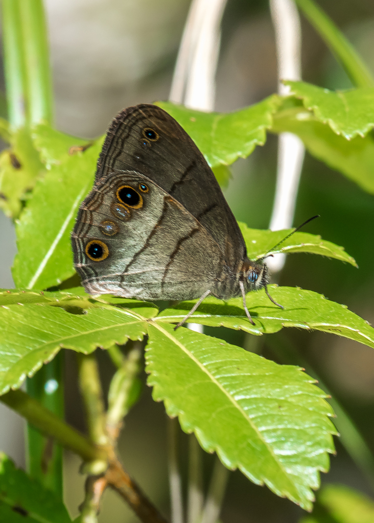 Erichthodes jovita