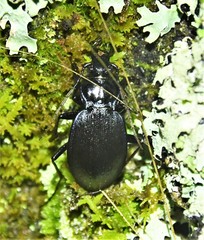 Carabus goryi