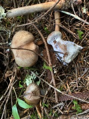 Cortinarius cyanites