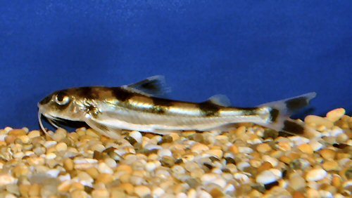 Indian Gagata