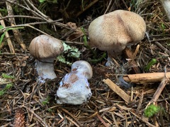 Cortinarius cyanites