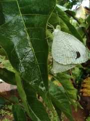 Leptosia nina