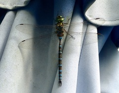 Aeshna canadensis