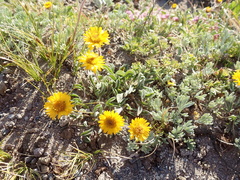 Erigeron aureus