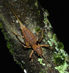 Atlanticus monticola
