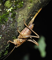 Atlanticus monticola
