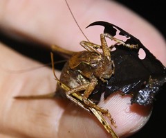 Atlanticus monticola