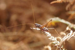 Antaxius spinibrachius