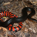 Western Mudsnake - Photo (c) Travis W. Reeder, some rights reserved (CC BY-NC), uploaded by Travis W. Reeder