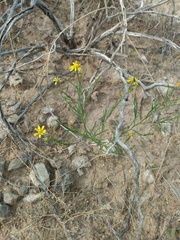 Gutierrezia sphaerocephala