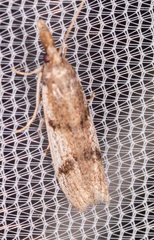 Peoria longipalpella