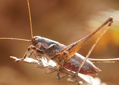 Antaxius spinibrachius