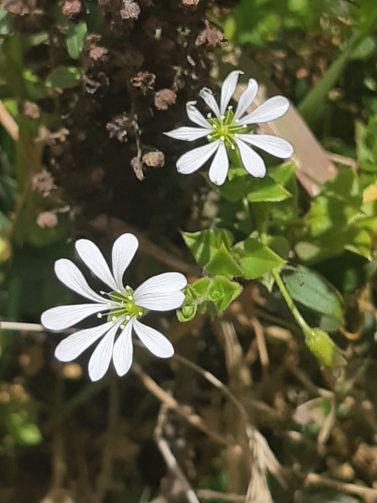 Stellaria recurvata
