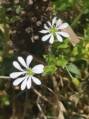 Stellaria recurvata