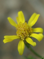 Gutierrezia sphaerocephala