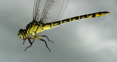 Stylurus annulatus