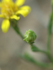 Gutierrezia sphaerocephala