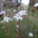 Bulbous Woodland Star - Photo (c) Matt Lavin, some rights reserved (CC BY-SA)