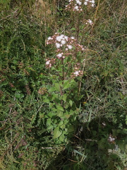Ageratina pichinchensis