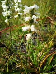 Spiranthes incurva