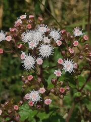 Ageratina pichinchensis