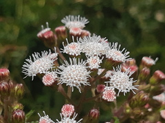 Ageratina pichinchensis