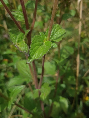 Ageratina pichinchensis
