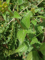 Ageratina pichinchensis