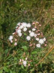 Ageratina pichinchensis