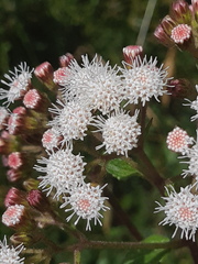 Ageratina pichinchensis