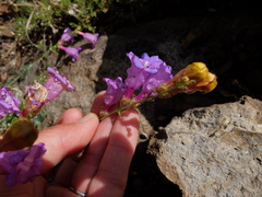 Penstemon azureus