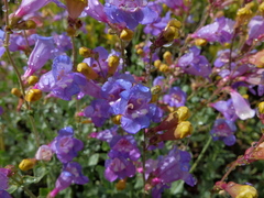 Penstemon azureus