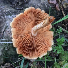Gymnopilus