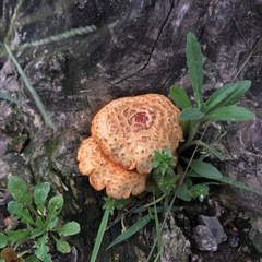 Gymnopilus