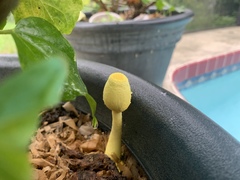 Leucocoprinus birnbaumii image