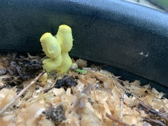 Leucocoprinus birnbaumii image