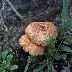 Gymnopilus