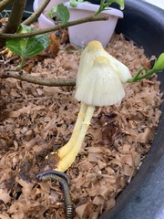 Leucocoprinus birnbaumii image