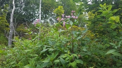 Impatiens glandulifera
