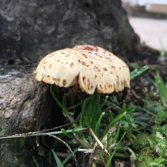 Gymnopilus