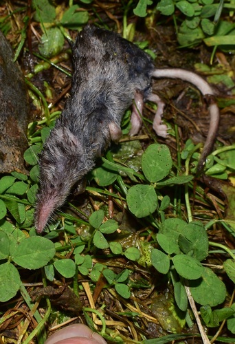 Smoky Shrew