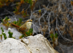 Scelorchilus albicollis