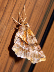 Selenia alciphearia