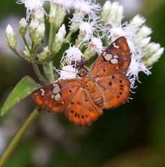 Coladenia indrani