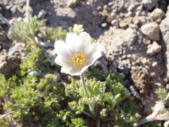 Anemone drummondii