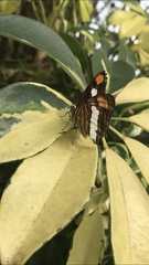 Adelpha basiloides
