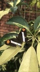 Adelpha basiloides