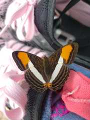 Adelpha cytherea cytherea