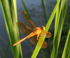 Sympetrum uniforme