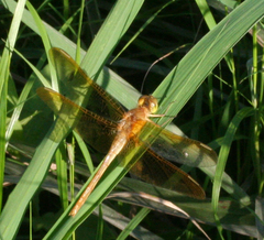 Sympetrum uniforme